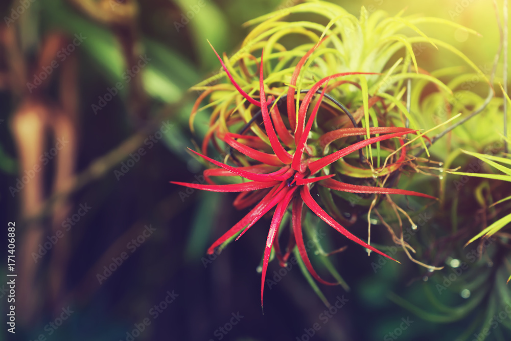 Tillandsia air plant in the nature. Tillandsia air plant in the nature.