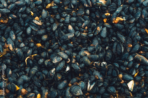 Blue mussel (Mytilus trossulus) shells picked at the beach, Sweden. © Alyosha