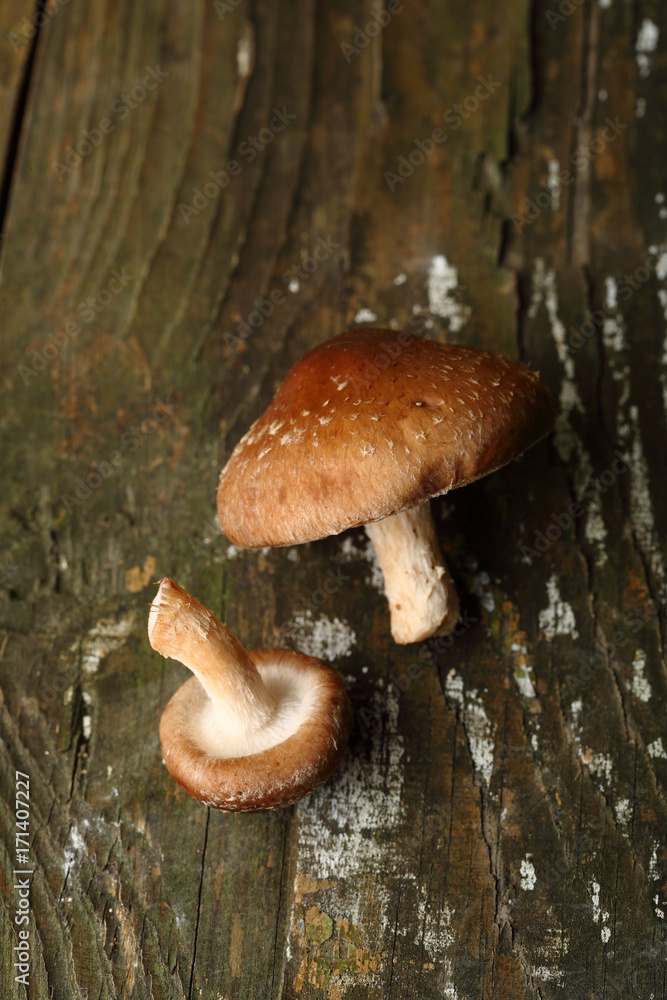 Two Shiitake mushrooms on wooden background Two Shiitake mushrooms on wooden background