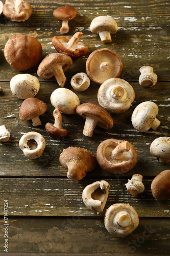 Forest mushrooms on wood