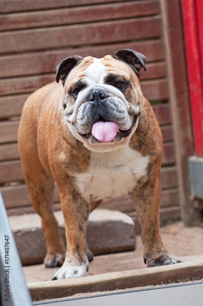 English Bulldog or British Bulldog with tiger coat close up on the background of a wooden wall