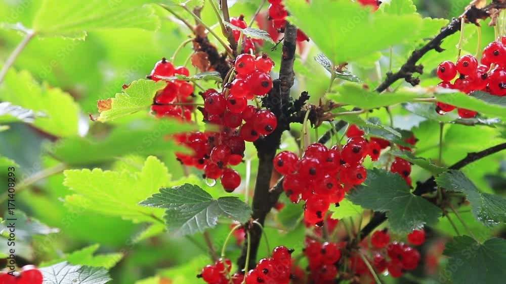 ripe red currant bushes. Dolly video ripe red currant bushes. Dolly video