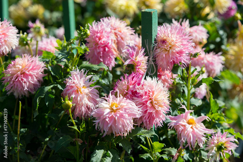 Fototapeta Naklejka Na Ścianę i Meble -  Flower of pink dahlia