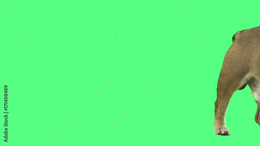English bulldog walking along on green screen English bulldog walking along on green screen