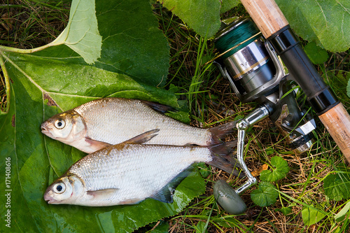 Two freshwater fish white bream or silver fish with fishing rod with reel on natural background..