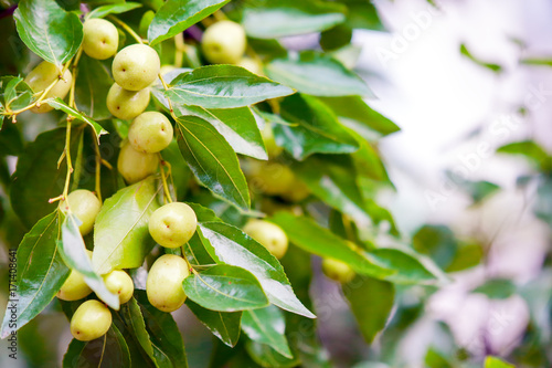 Jujube Tree