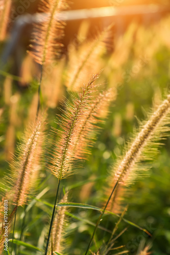 Flower grass in the summer.