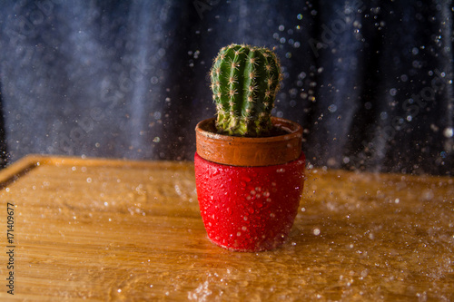 Rainy Cactus