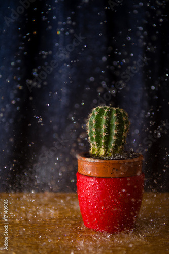 Rainy Cactus