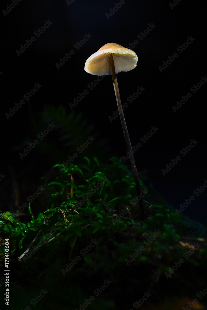 Fototapeta premium fungi