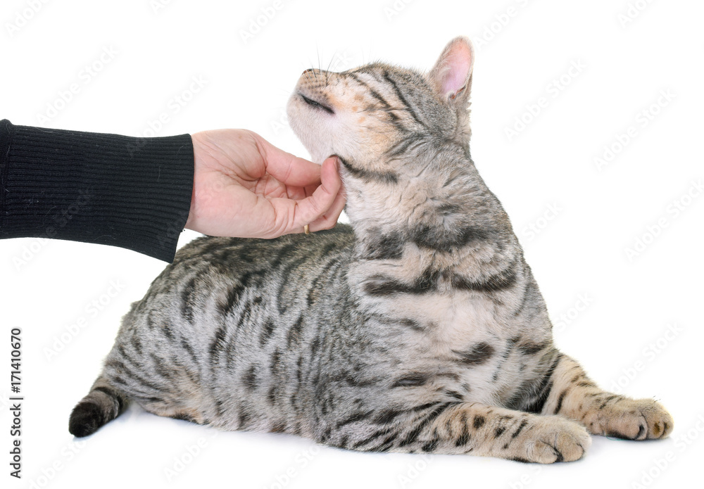 Obraz premium bengal cat in studio