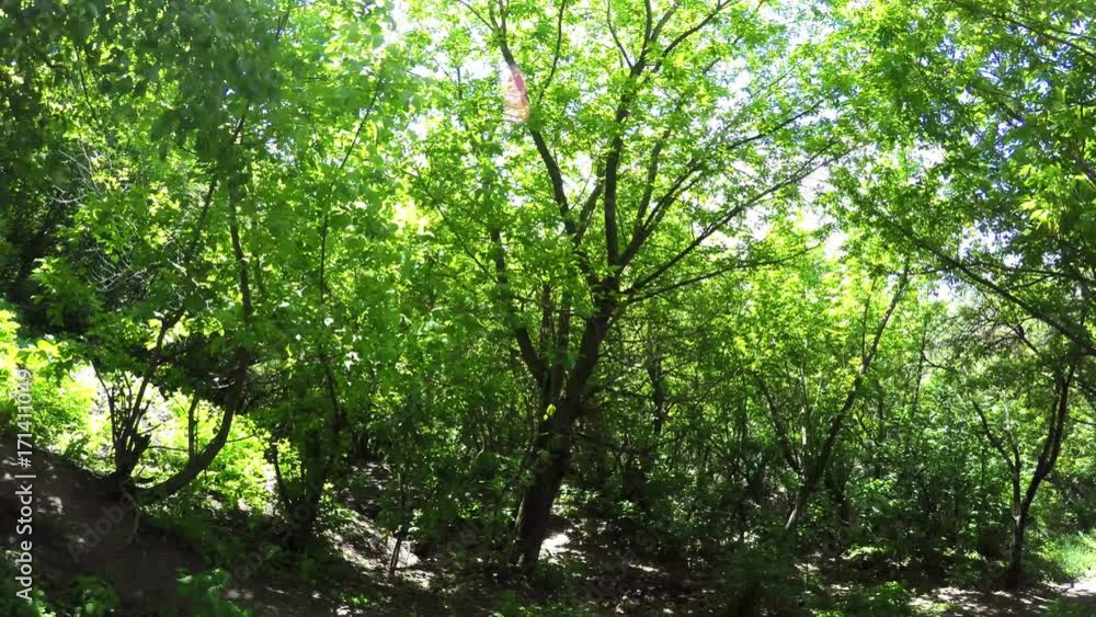 Walk Through The Woods Walk Through The Woods
