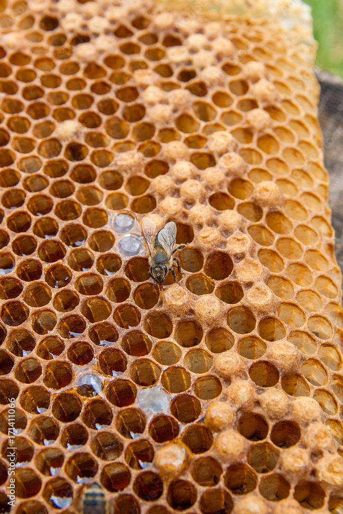 Close up view of the working bee on the honeycomb with sweet honey..