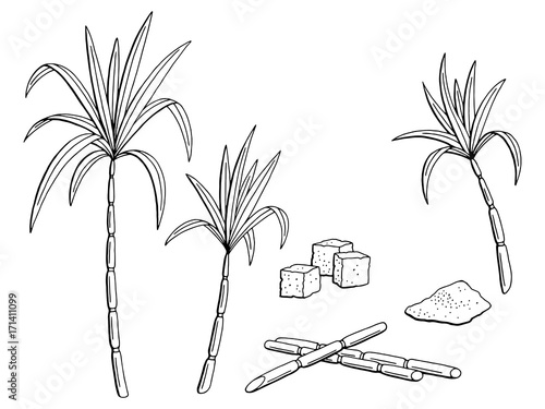 Sugarcane graphic black white isolated sketch illustration vector 