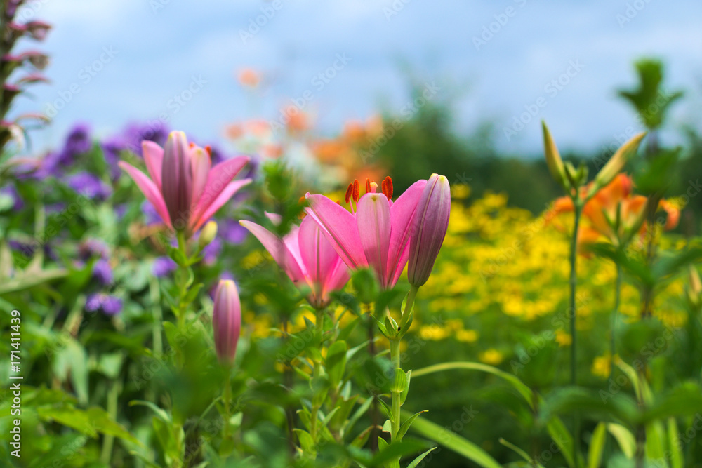 pink rosa leuchtende Lilien im Blumenbeet pink rosa leuchtende Lilien im Blumenbeet