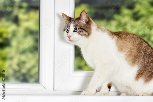 cat on the windowsill © Happy monkey