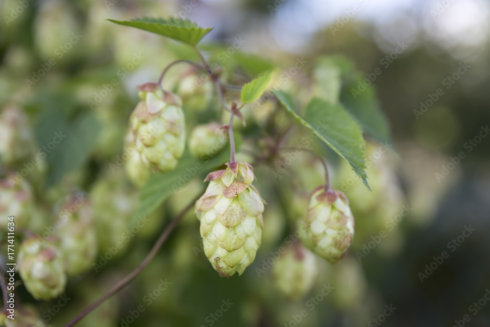 Hopfen (Humulus), Nahaufnahme