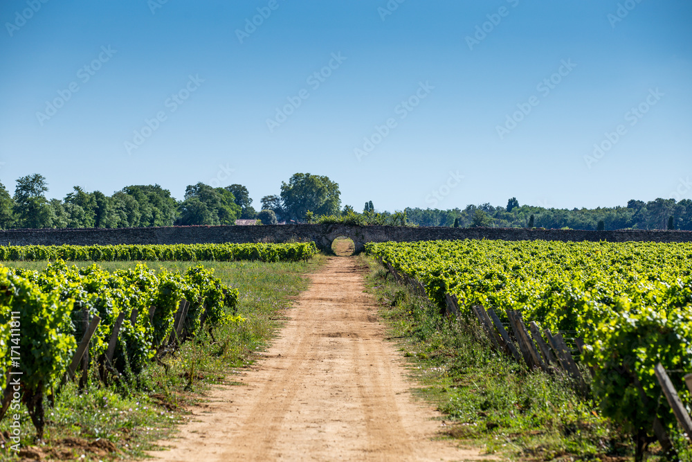 Obraz premium le pont dans les vignes