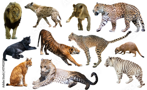 Set of African predators isolated over white © JackF