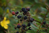 Berries in the hedgerows 