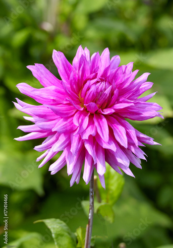 Fototapeta Naklejka Na Ścianę i Meble -  KaktusDahlie (Dahlia)