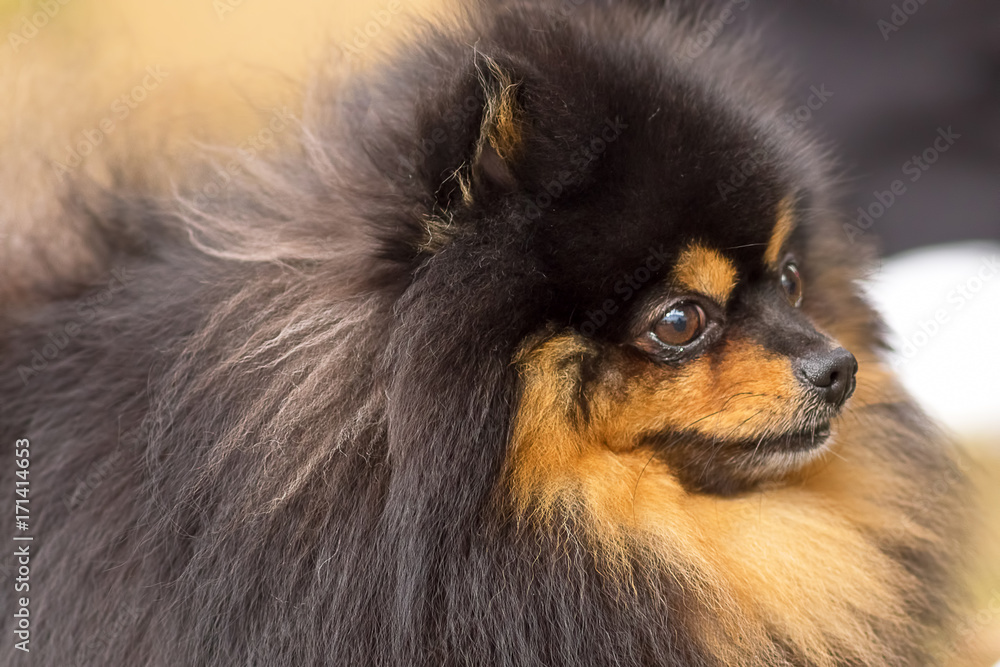 Dog Spitz Close-up Dog Spitz Close-up