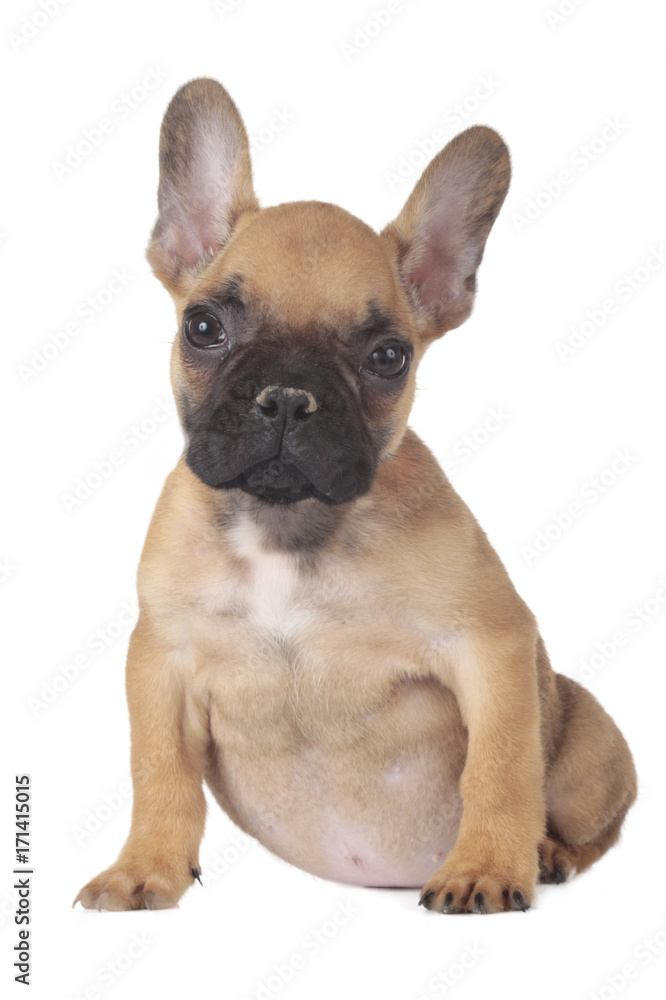 French bulldog puppy isolated on white