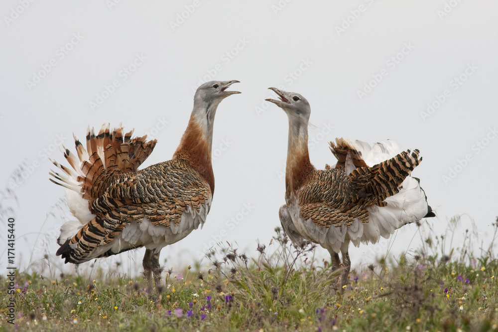 Grat bustard (Otis tarda) Grat bustard (Otis tarda)