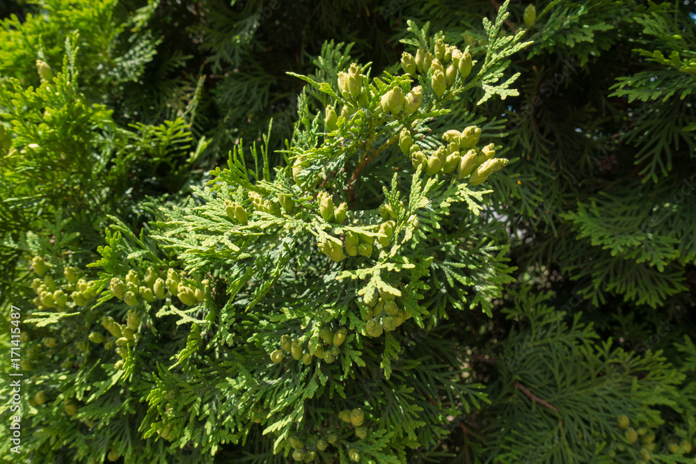Fan-like branches of Thuja occidentalis with seed cones Fan-like branches of Thuja occidentalis with seed cones