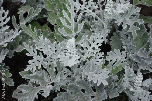 Silver felt-like tomentose leaves of Jacobaea maritima photo