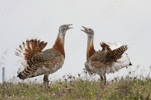 Grat bustard (Otis tarda)