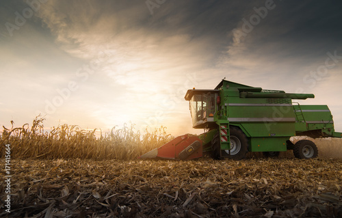 Harvesting of corn field with combine photo
