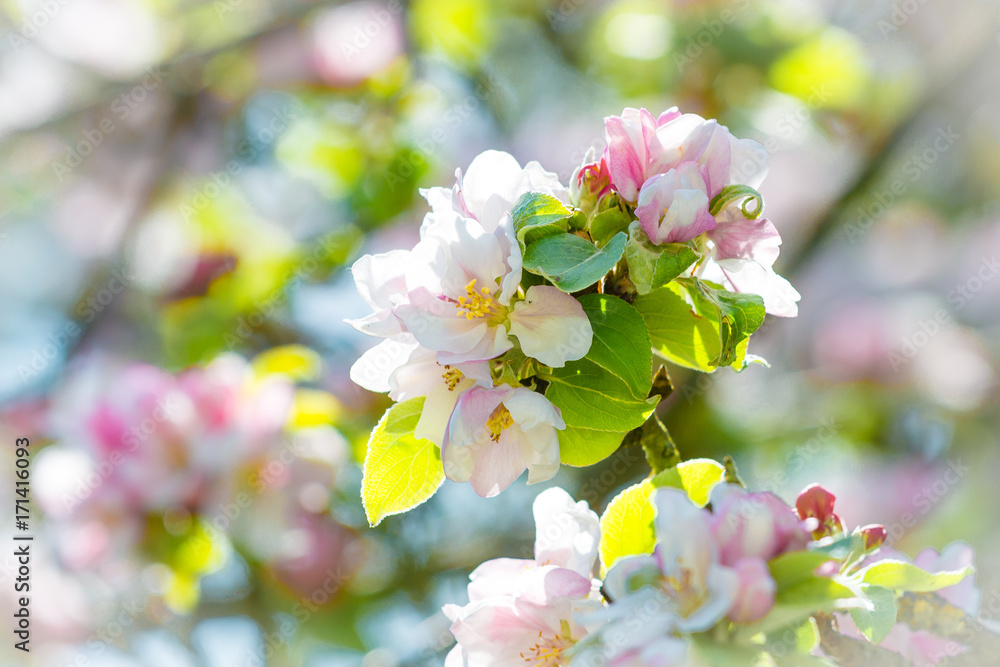 Apple tree