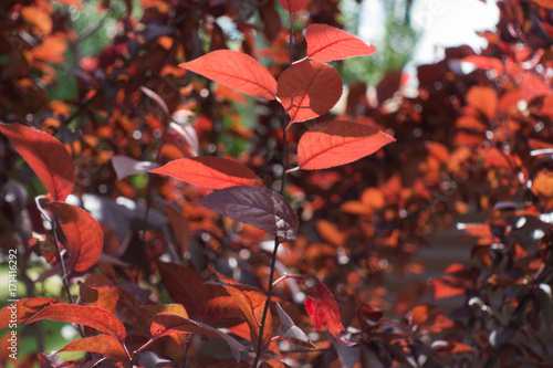 Branch of prunus pissardii with dark red leaves photo
