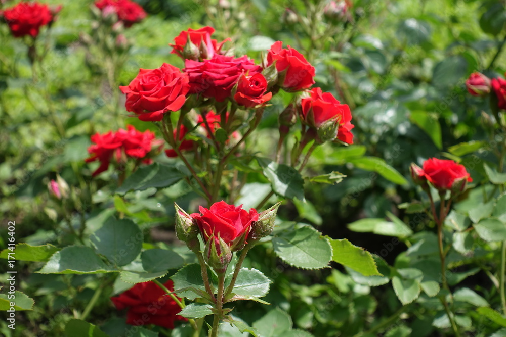 Cyme of small red rose flowers and buds Cyme of small red rose flowers and buds