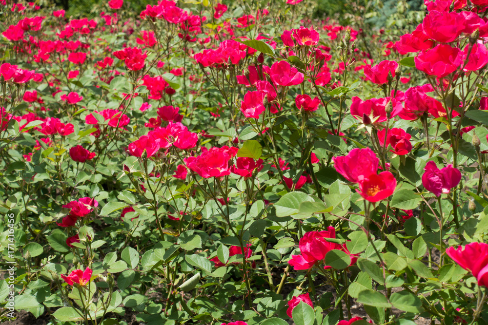 Flowerbed with many simple magenta rose flowers