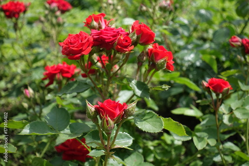 Cyme of small red rose flowers and buds