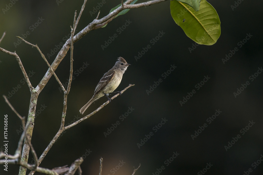 Guaracava-de-barriga-amarela (Elaenia flavogaster) | Yellow-bellied Elaenia photographed in Linhares, Espírito Santo - Southeast of Brazil. Atlantic Forest Biome.