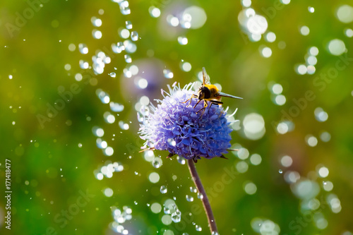 A bee on the flower.