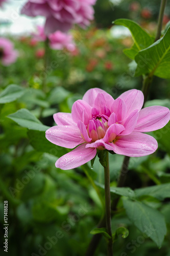 Pink rose dahlia flower  Beautiful bouquet or decoration from the garden