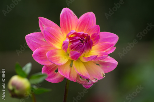 Pink rose dahlia flower  beatyful bouquet or decoration from the garden