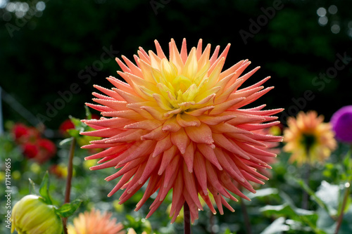 Fototapeta Naklejka Na Ścianę i Meble -  Salmon orange dahlia flower, beatyful bouquet or decoration from the garden