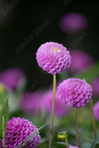 Fototapeta Naklejka Na Ścianę i Meble -  Pink rose dahlia flower, beatyful bouquet or decoration from the garden