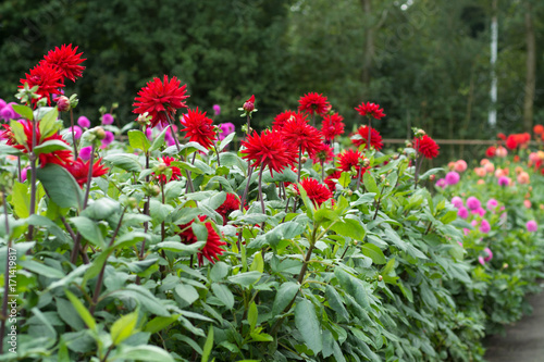 Fototapeta Naklejka Na Ścianę i Meble -  Red dahlia flower, Beautiful bouquet or decoration from the garden