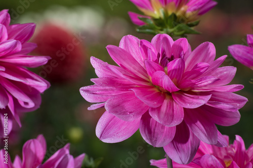 Fototapeta Naklejka Na Ścianę i Meble -  Pink rose dahlia flower, beatyful bouquet or decoration from the garden