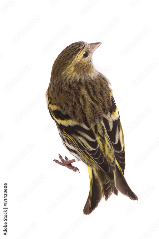 Fototapeta premium female siskin