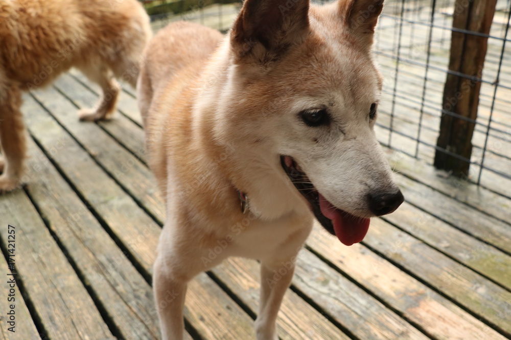 犬 犬