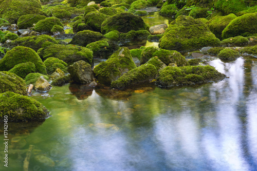 stones in green moss. mountain river in france.