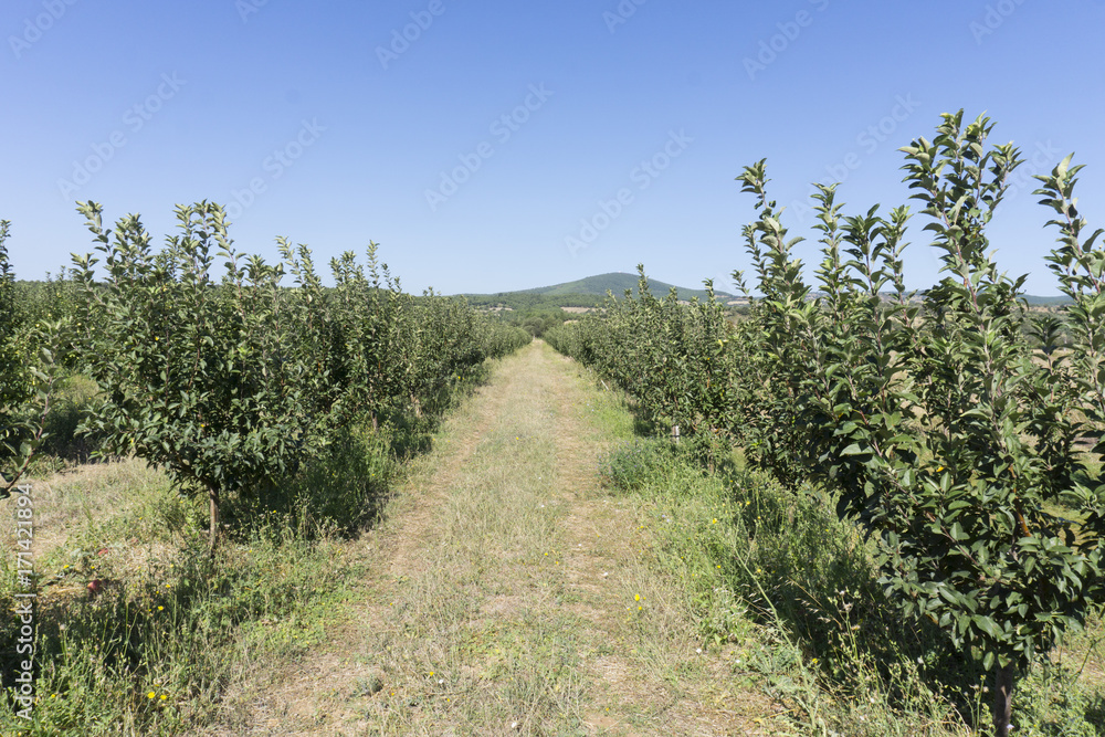 Apple garden Apple garden