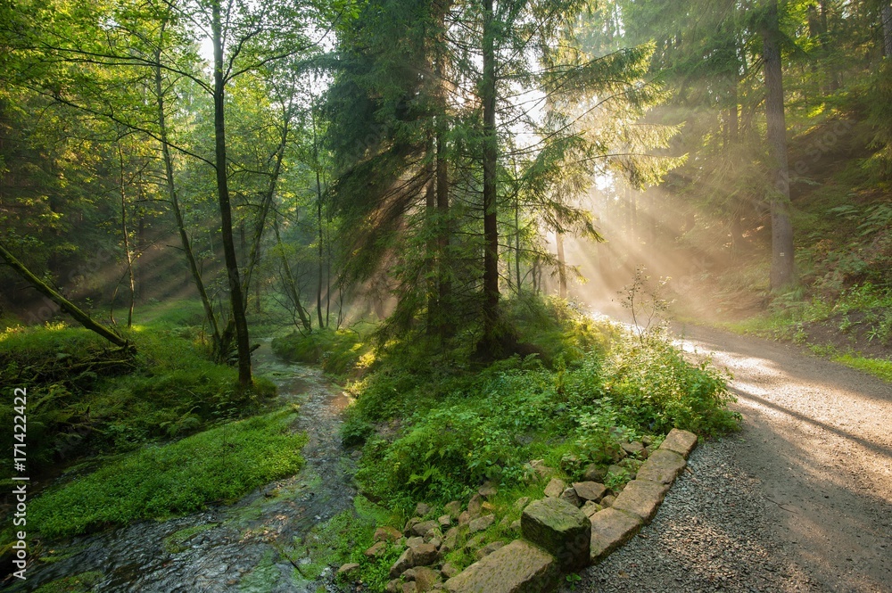 Fototapeta premium Sun rays in the woods